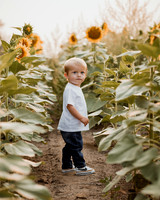 25 Foxley Sunflowers (10 of 46)