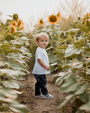 25 Foxley Sunflowers (10 of 46)