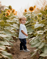 25 Foxley Sunflowers (11 of 46)