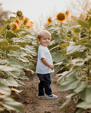25 Foxley Sunflowers (11 of 46)