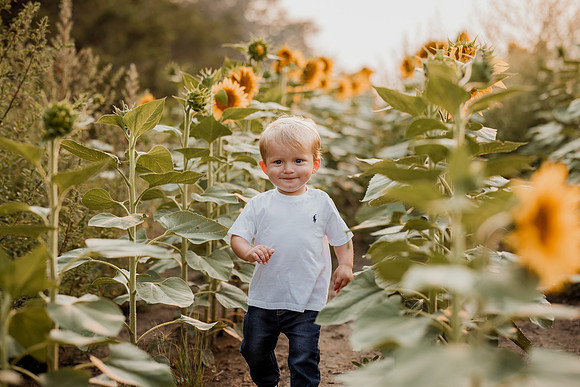 25 Foxley Sunflowers (6 of 46)