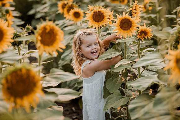 25 Foxley Sunflowers (4 of 46)
